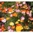 thumbnail image 2 of TomorrowSeeds - Ballerina Mix California Poppy Seeds - 18,000+ Count - For 2026 Planting Crimped, 2 of 9