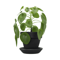 Chinese Money Green Plant Live in 4 Inches Pot, 6 - 9 Inches Tall, Money Plant for Indoor Planting