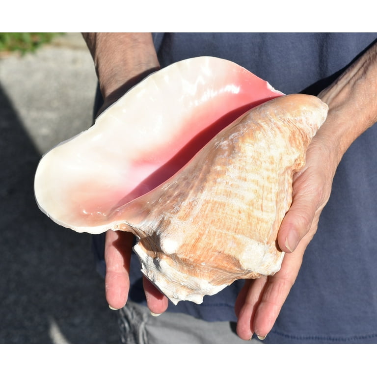 Florida Shells and Gifts Genuine Bahama Pink Conch Shell Horn (Trumpet) 7-8 + Genuine Seashell for Wedding Ceremonies Celebration Pink Beige SS0044a