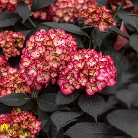 RedCrocus Eclipse Bigleaf Hydrangea- Vibrant Blooms, Deciduous Shrub, Container Friendly, Pollinator-Attracting, Part Shade to Sun, Hardy Zones 5-9, Easy Care 3 Gallon