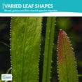 thumbnail image 4 of Canton Aquatics Assorted Live Aquarium Plant Bundle, 6 Plants, 6-12 In, 4 of 10