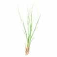 thumbnail image 4 of Ensemble de Plantes Aériennes de Luxe (Assorties), 4 of 10