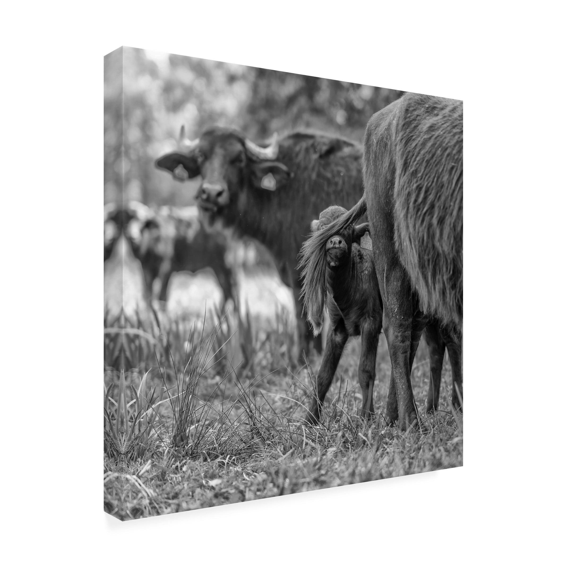 Gert Van Den 'Hide And Seek' Canvas Art