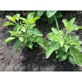 thumbnail image 2 of 200 Thai Holy Basil Green Leaf seeds #40, 2 of 2