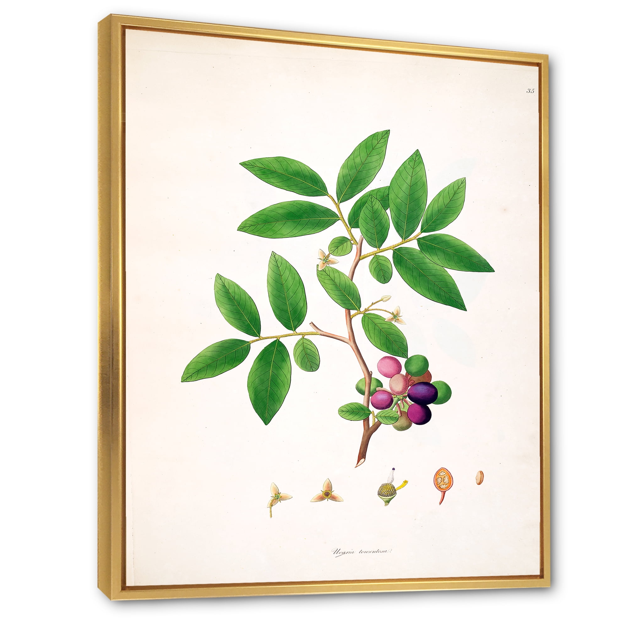 Designart 'Ancient London Plants XI' Farmhouse Framed Canvas Wall Art Print
