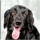 thumbnail image 1 of Cuadro Decorativo - Días de perros I Jr Impresión en canvas, estrechado., 1 of 1