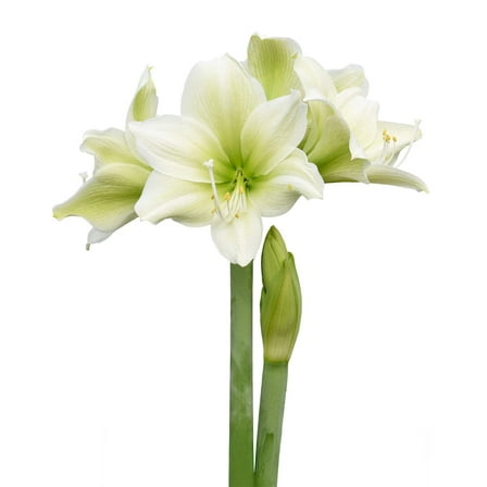 Siberia Amaryllis - 28-32 cm bulb