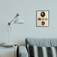 thumbnail image 5 of Stupell Industries Antique Round Patterned Nautical Sea Shell Vintage Framed Wall Art Design by G.W. Knorr, 11" x 14", Black Framed, 5 of 5