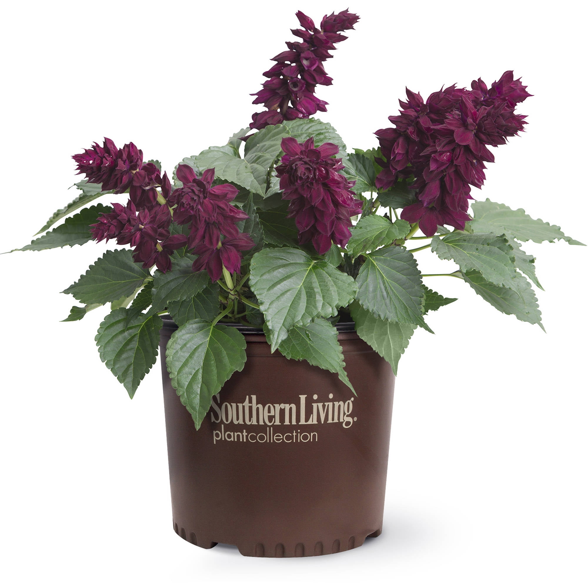 Southern Living Saucy Purple Salvia Live Shrub in 1.5-Gallon Grower Pot