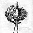 thumbnail image 3 of Pertiet, Katie 15x15 Black Modern Framed Museum Art Print Titled - Spa Botanical III BW, 3 of 5