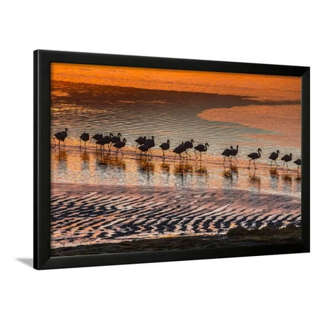 Andean Flamingo - Altiplano, Bolivia, Eduardo Abaroa Andean Fauna National Reserve, Laguna Colorada, flamingos Framed Print Wall Art By Art Wolfe