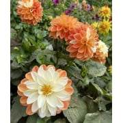 Blue Buddha Farm: Tangerine Sorbet Decorative Dahlia - Easy to Grow Indoor or Outdoor Perennial Plant
