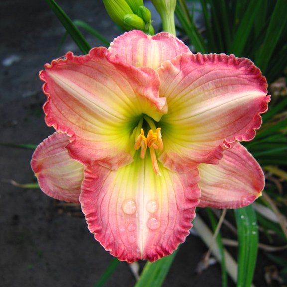 Van Zyverden Daylilies Frosted Vintage Ruffles 5 Plant Roots Multicolor Partial Sun Easy to Grow