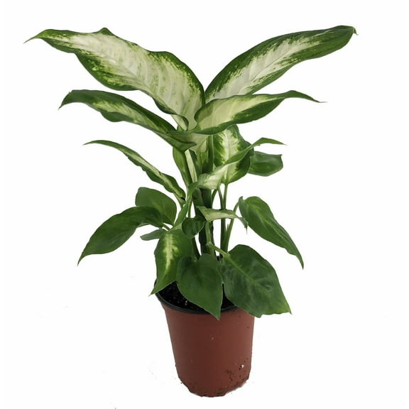 Camille Dieffenbachia - 3.5" Pot