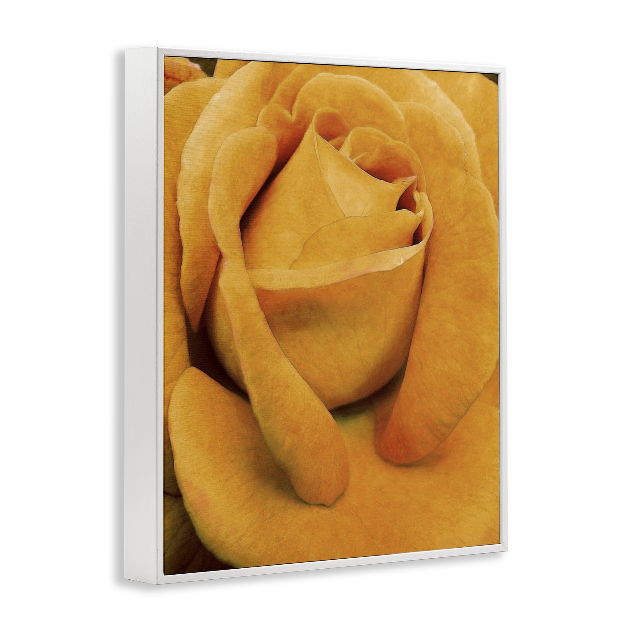 Stupell Industries Yellow Rose Close Up Botanical & Floral Painting White Framed Art Print Wall Art, 24 x 30