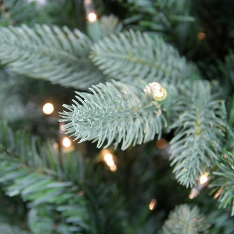 Northlight 6.5' Pre-Lit Full Washington Frasier Fir Artificial Christmas  Tree, Clear Lights, 1 - Fry's Food Stores
