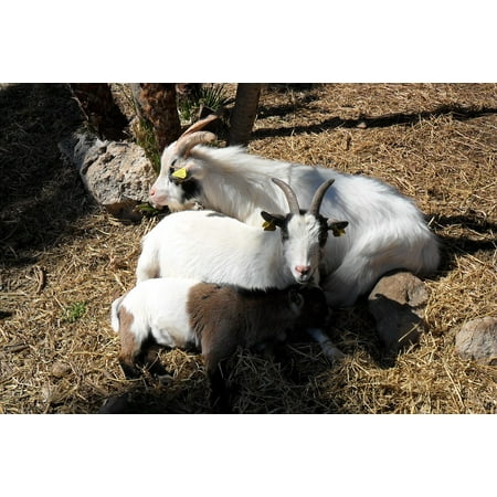 LAMINATED POSTER Goats Hay Coat Animal Horns Animals Flora Nature Poster Print 24 x