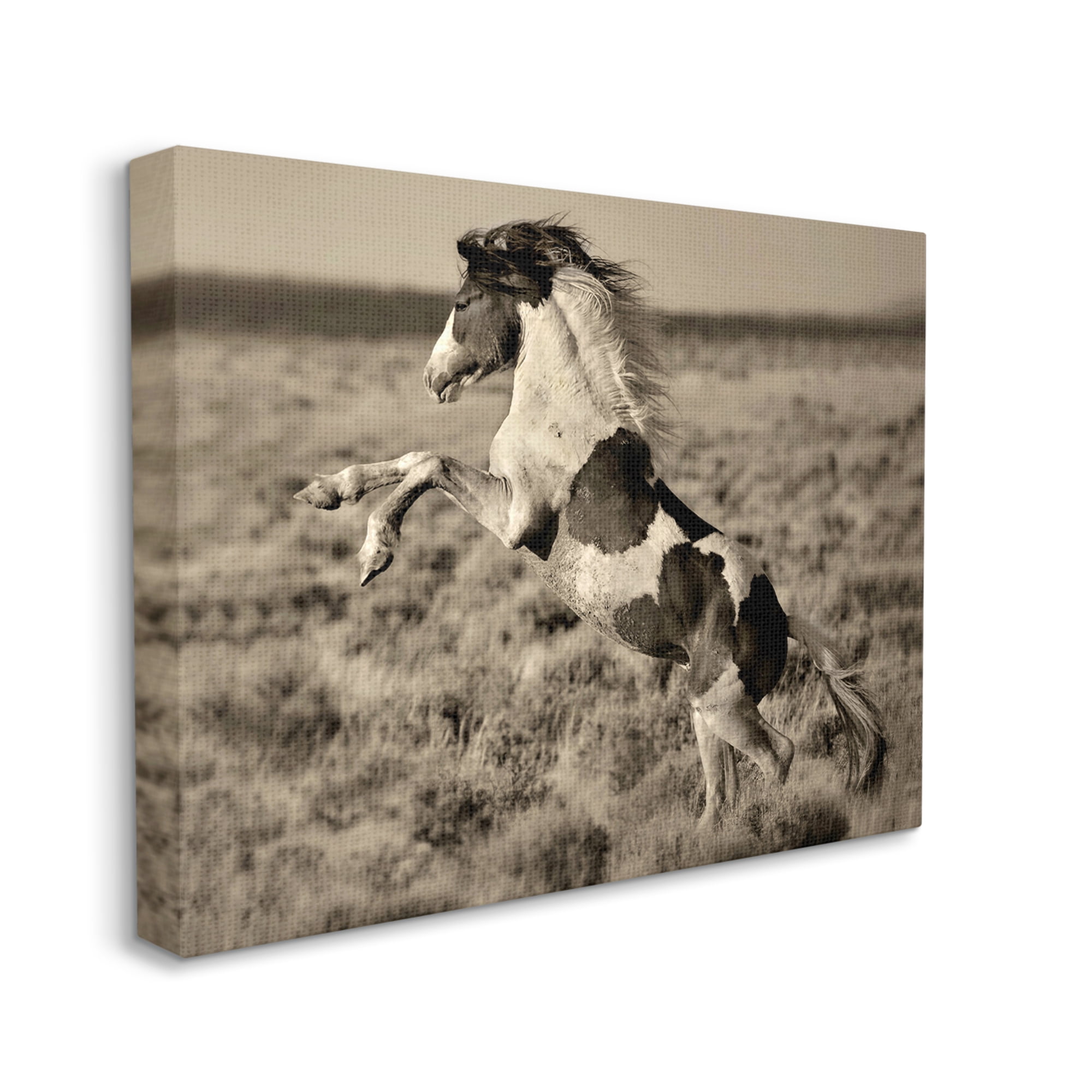 Stupell Industries Rearing Spotted Horse Rural Countryside Field Photography Photograph Gallery Wrapped Canvas Print Wall Art, Design by Lisa Dearing