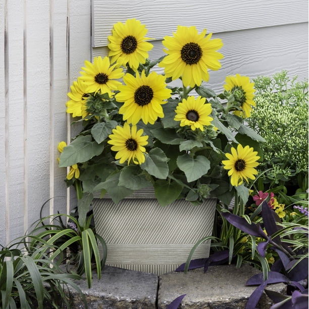 Sunfinity 1.5gal Yellow Sunflower Live Annual Plant Decorative Pot