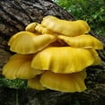 thumbnail image 2 of Gourmet and Medicinal Mushroom Cultures (Gold Oyster (Pleurotus citrinopileatus)), 2 of 3