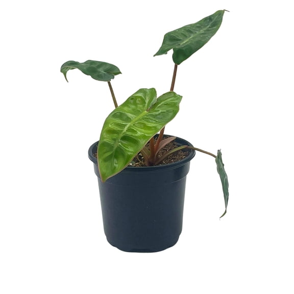 Philodendron Billietiae, 4 inch, Very Rare Philo