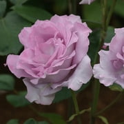 Heirloom Roses - Blue Moon® Hybrid Tea Rose Bush