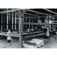 Interior of tobacco shed Hawthorn Farm where young girls are working