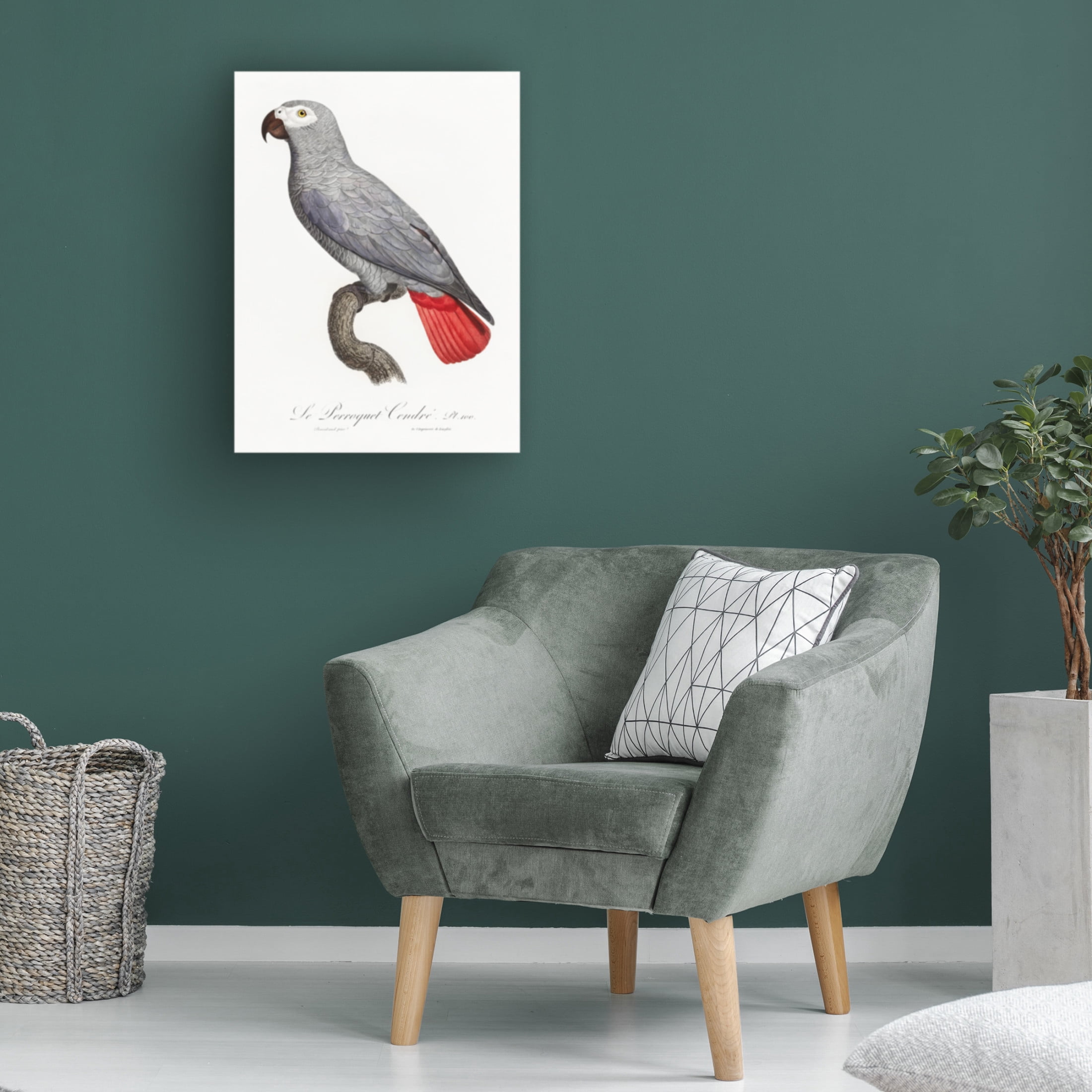 Trademark Fine Art Francois Levaillant Levaillant Parrot XII Canvas Wall Art