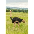 thumbnail image 2 of Jaynes Gallery 17x24 White Modern Wood Framed Museum Art Print Titled - Africa-Tanzania-Tarangire National Park Ostrich male close-up, 2 of 4