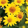 Proven Winners, Outdoor, Live Plants, Yellow, Heliopsis, 2.72QT, Each
