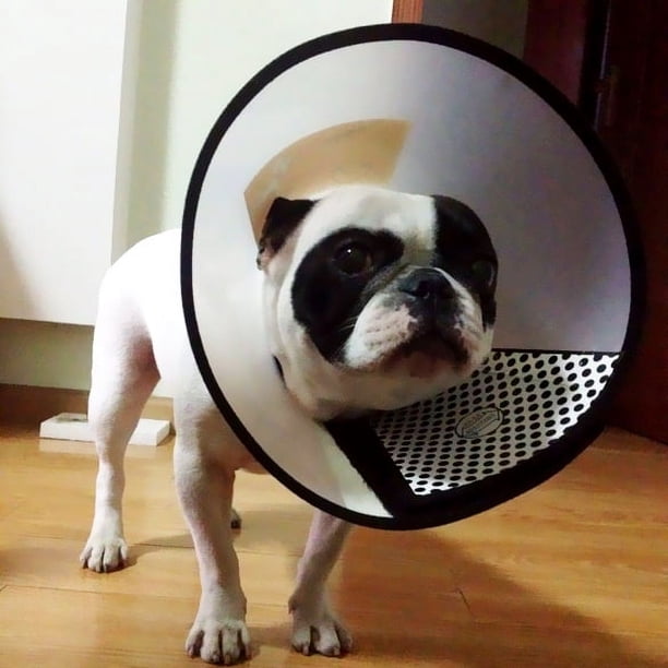 Curación de heridas para perros, embellecedor médico, Collar protector de ducha, herramienta para mascotas #5