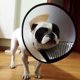 thumbnail image 1 of Curación de heridas para perros, embellecedor médico, Collar protector de ducha, herramienta para mascotas #5, 1 of 8