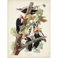 thumbnail image 2 of Audubon, John James 19x24 Black Ornate Wood Framed with Double Matting Museum Art Print Titled - Pl. 111 Pileated Woodpecker, 2 of 4