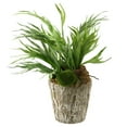 thumbnail image 2 of D&W Silks Mini Staghorn Fern in Weathered Oak Look Cement Planter, 2 of 2