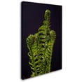 thumbnail image 2 of Trademark Fine Art "Fern Fronds Unfolding II" Canvas Art by Kurt Shaffer, 2 of 3