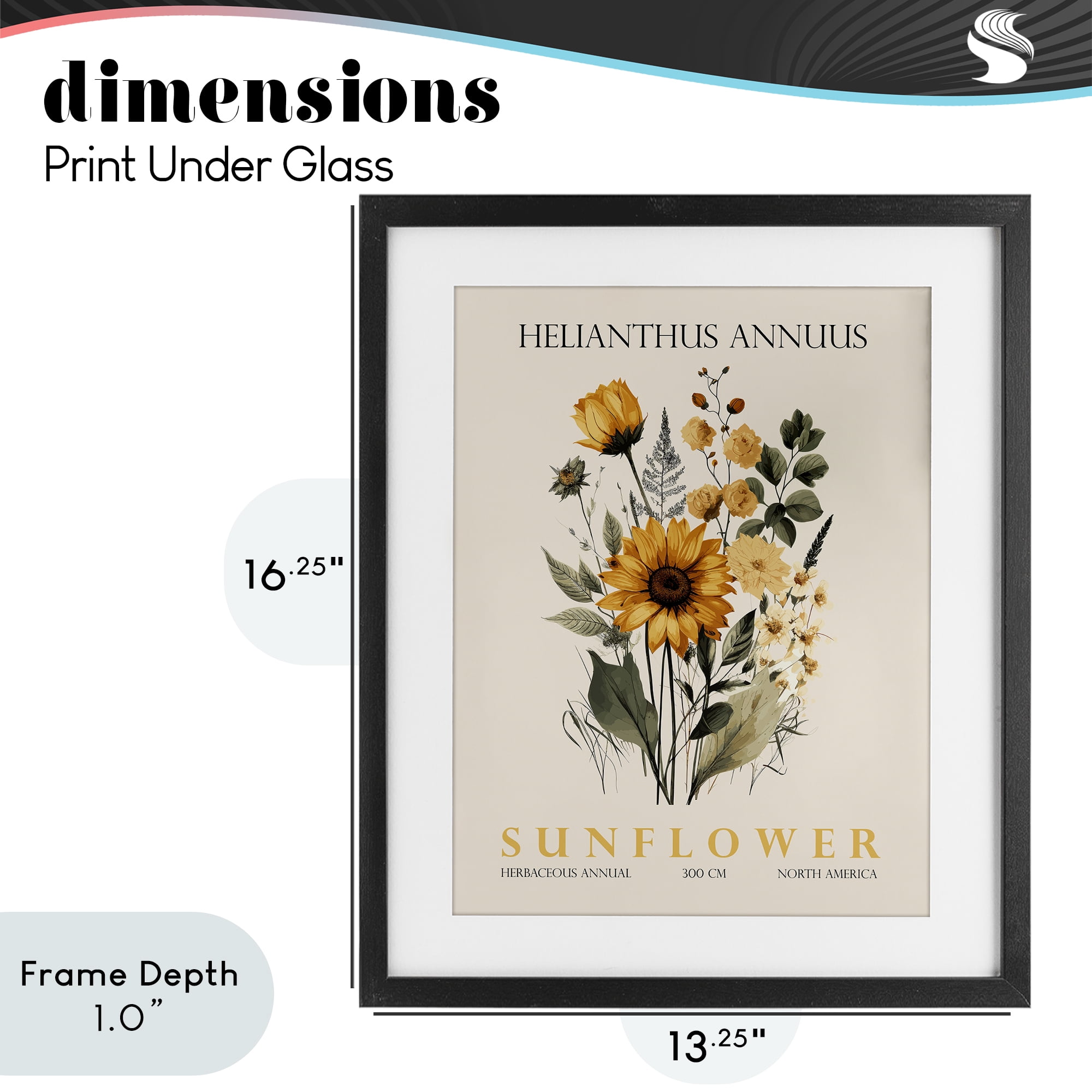 Stupell Industries Natural Sunflower Bundle Black Framed Print Under Glass, design by Christopher Giampietro