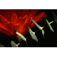 thumbnail image 2 of Stalus, Judy 24x17 White Modern Wood Framed Museum Art Print Titled - Red Daisy, 2 of 4