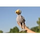 thumbnail image 2 of TAMMYFLYFLY - Peluche realista de peluche con diseño de pájaro, diseño de animales, 2 of 3