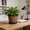 Brown, variant on BUDAO00 12 inch Plant Pots,Whiskey Barrel Planters with Drainage Holes & Saucer, Plastic Decoration Flower Pots Imitation Wine Barrel Design, for Indoor & Outdoor Garden Home Plants (Brown)