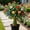 b, variant on Desert Rose-Easy Grow-Low Maintenance-Ideal for Beds Borders,Plant Pots & Planters