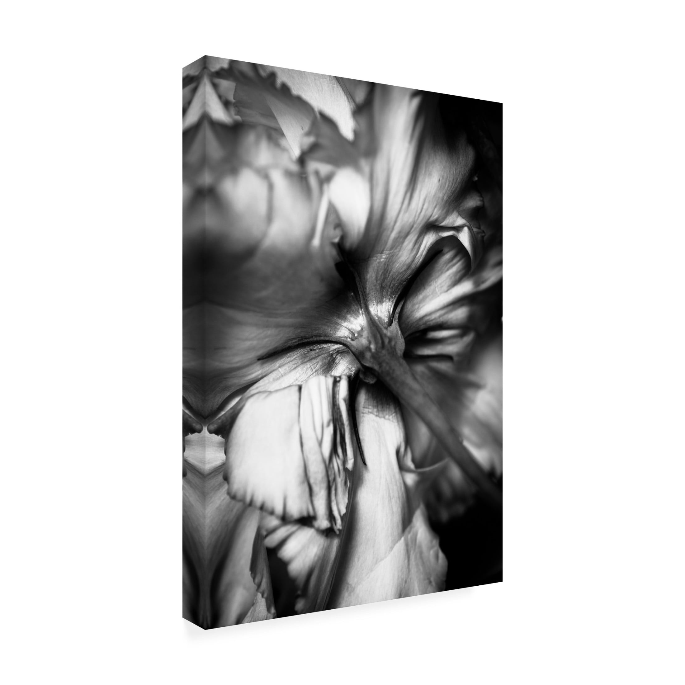 Trademark Fine Art CYAN Stella Flower Canvas Wall Art