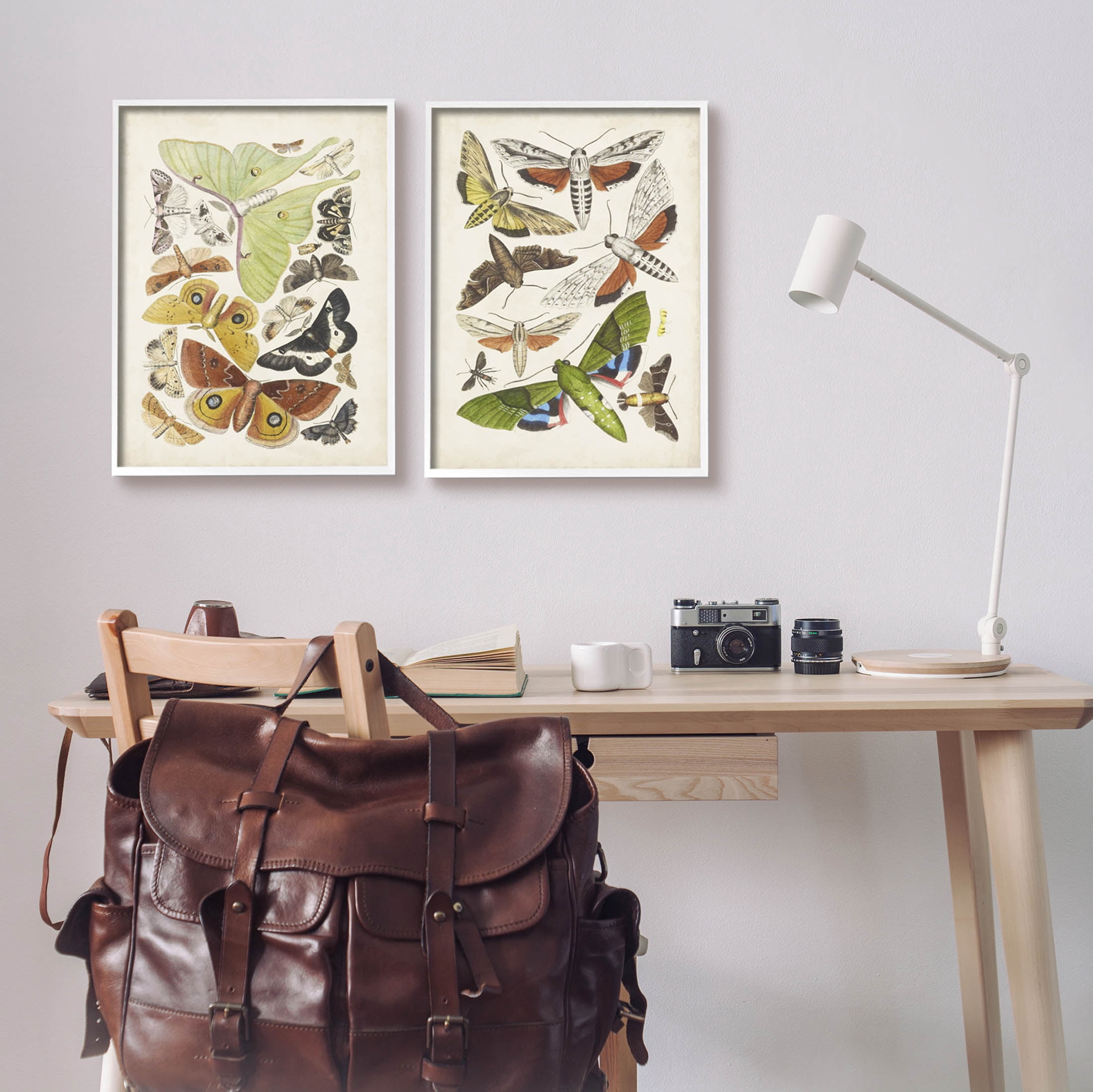 Stupell Industries Vintage Moths Latin Studies Graphic Art White Framed Art Print Wall Art, Set of 2, Design by World Art Group