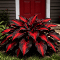 thumbnail image 3 of Hosta Seeds – 500 pcs – Stunningly Beautiful for Garden Landscaping; Shade-loving, Cold-hardy, and Easy To Grow; Attracts Pollinators; Perennial; Ideal for Beginners., 3 of 6
