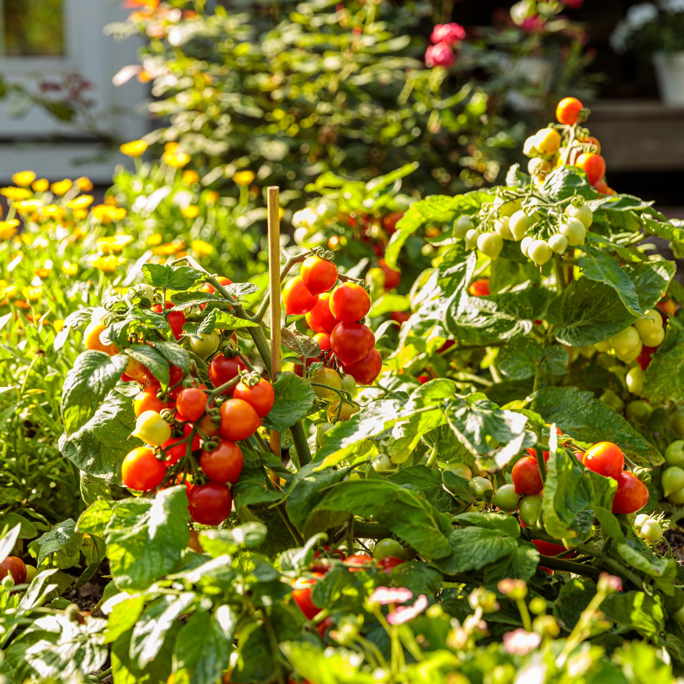Proven Winners 4" Tempting Tomatoes Garden Gem Snack Tomato Live Plant in 4.25" Pot (4 Count)