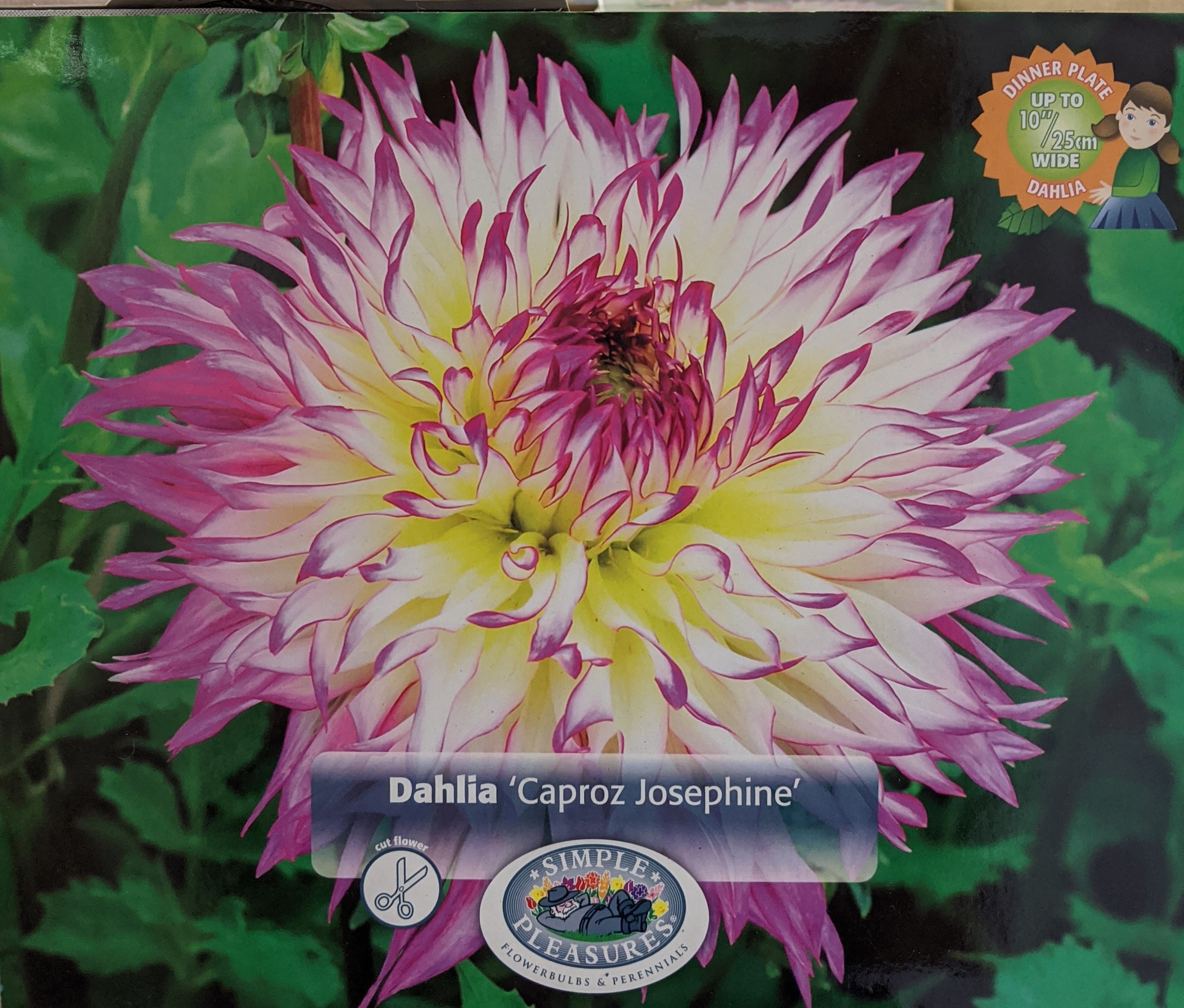 Caproz Josephine Dahlia Huge Dinnerplate Fimbriata Flower 1 Size