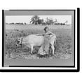 thumbnail image 2 of Historic Framed Print, Farmer's wife with cow, Southeast Missouri Farms, 17-7/8" x 21-7/8", 2 of 9