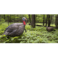thumbnail image 3 of AVIAN-X LCD Jake Quarter Strut Durable Realistic Lifelike Collapsible Standing Folding Hunting Turkey Decoy with Carry Bag & Stake, AVX8003, 3 of 7