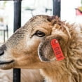 thumbnail image 4 of Miangastore Ear Tag Kit 100 Numbered Ear Tags Cow Horse Goat Sheep Identification Lightweight Portable, 4 of 8