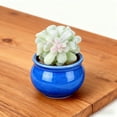 thumbnail image 1 of Lifelike Succulent Arrangement In Modern Decorative Planter For Home, 1 of 4