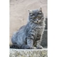 thumbnail image 2 of Portrait of a grey cat stands on a step; Paphos  Cyprus Poster Print, 2 of 2